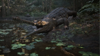 Fotografija izdelka Metal Gear Solid: Snake Eater - Day One Edition (Xbox Series X)